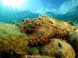 scorpion fish by Yoav Lavi 